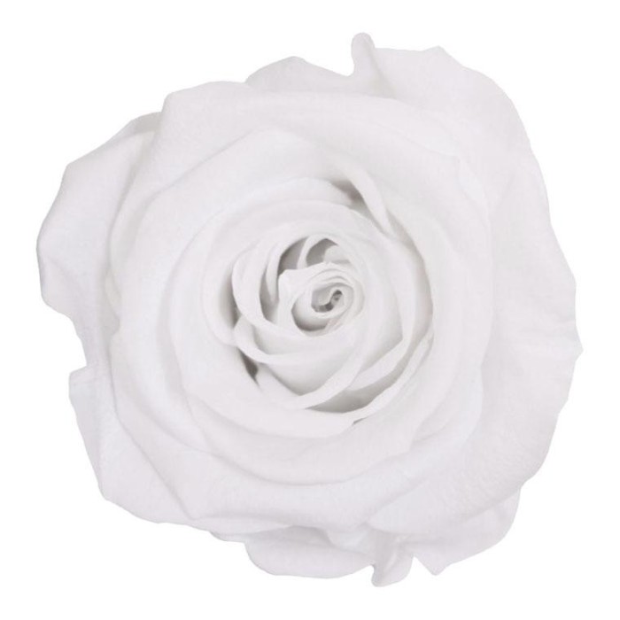 ROSA STANDARD BOX 6 WHITE